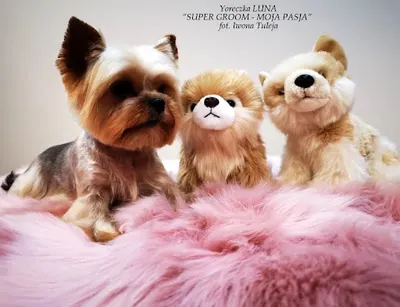 Salon pielęgnacji psów i kotów Super Groom - Moja Pasja Iwona Tuleja